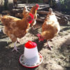 Chicken feeder bowl-HQ - Image 2