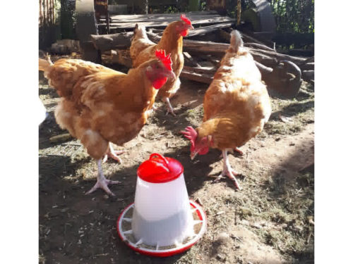 Chicken feeder bowl-HQ